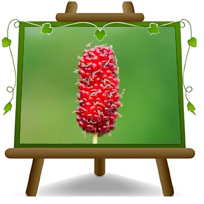 EURO PLANTS VIVAI Roter Maulbeerbaum – Alte Sorte – Morus – Obstpflanze im Topf Ø 26 cm – Höhe 170-180 cm – Alter 4 Jahre – Italienische Baumschule