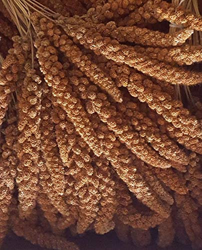 Eurital Kolbenhirse 5 kg rot - für Kanarien, Wellensittiche, Vögel und Hühner