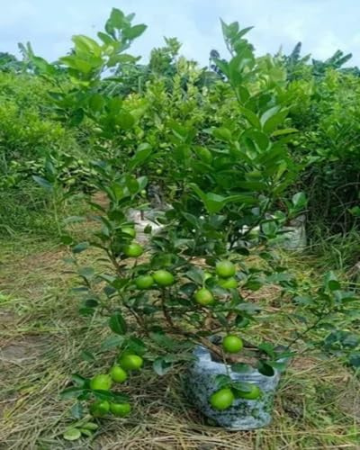 100 semillas de limonero verde