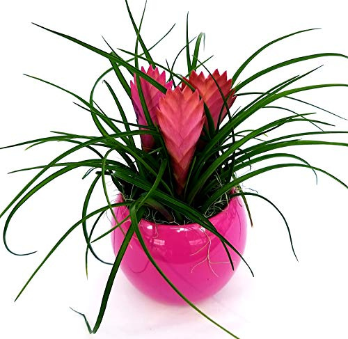 POWERS TO FLOWERS - TILLANDSIA CYANEA TRIPLA IN VASO CERAMICA FUCSIA SFERICO, pianta vera