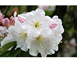 50 Semi FORTUNE RODODENDRO Fortunei Arbusto Rose Pink Mauve fiore bianco