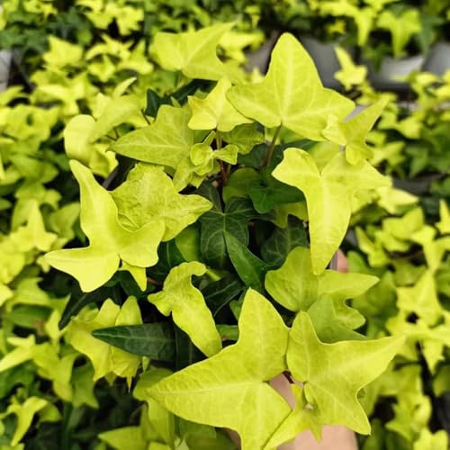 Semi di edera sempreverde, resistente al freddo balcone resistenti serre balcone esotiche ufficio antiche varietà di ornamentali semi d'appartamento facili 400pcs