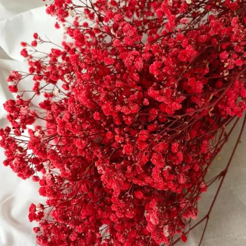 schleierkraut blumengarten wildblumensamen herbstaussaat zimmerbonsai bonsai gartenkräuter mehrjährige stauden wildblumen balkonblumen dachbegrünung herbstpflanzen winterhart blühend 500samen