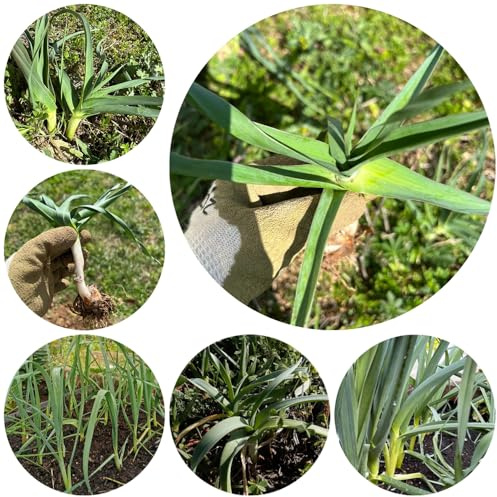 Semillas de puerro resistentes, interior, jardín balcón 550pcs