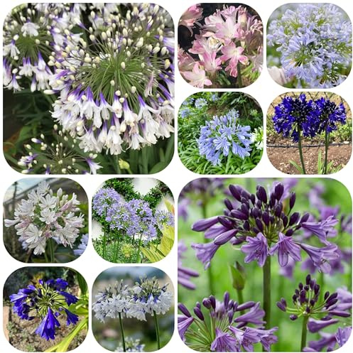 semillas resistentes de agapanto para lugares soleados Comprar lirio africano primavera, silvestres resistentes para jardín 600pcs