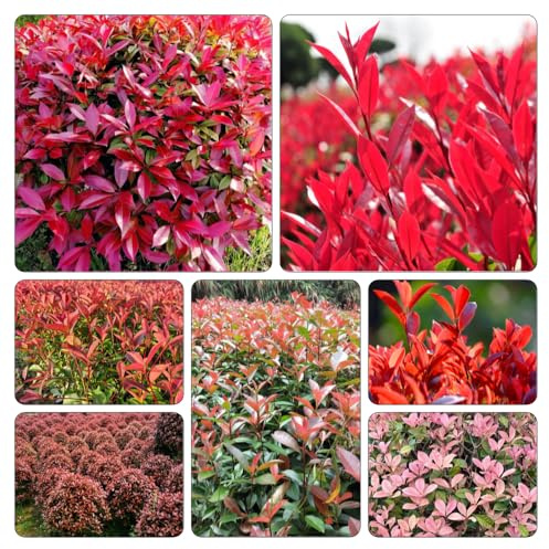 Photinia red robin - semi resistenti vaso balcone autunnale, selvatici balcone 700pcs