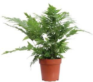 Pianta di Felce Autunnale o Dryopteris Erythrosora pianta ornamentale da esterno cespuglio di felce decorativa da giardino pianta vera venduta da eGarden.store