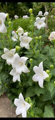 Semi di Campanula a Palloncino Bianca, 30 Semi Resistenti per Giardino, Fiori Bianchi