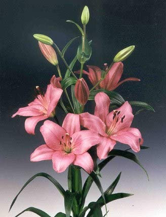 Ramo Flores Frescas de Lilium Rosa 10 Tallos PORTES GRATIS