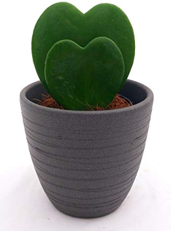 POWERS TO FLOWERS - HOYA CUORE KERRII DOPPIA, IN VASO CERAMICA ANTRACITE, pianta vera