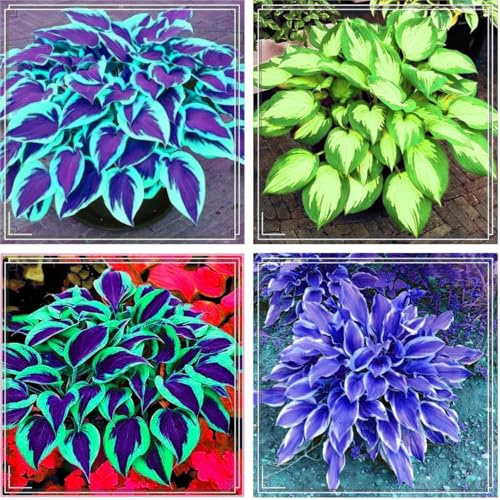 Hosta Bulbs Mix for Planting Now UK/Good for Containers/Wedding Flowers,Natural Organic/Strong Plants That Grow Well/Greening Flower/Cut Flowers.-8Bulbs-G