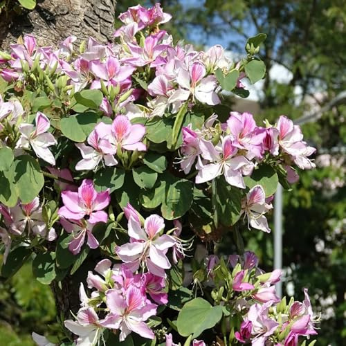 semi resistenti di orchidea, giardino resistenti, per balcone, 10pcs