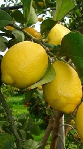 Pianta di Limone Zagara Bianca in Fitocella - Agrume Produttivo e Aromatico