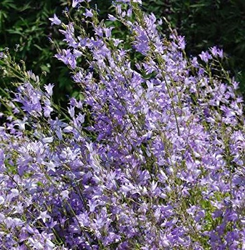 Rapunzel Glockenblume - Campanula rapunculus - lebende Gartenpflanze aus den Baumschulen