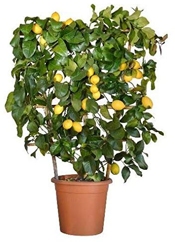 Vivai le Georgiche - Pianta vera di Limone Lunario - spalliera Citrus x limon 'Lunario' Lunare, Quattro Stagioni - vaso Ø 20 cm - altezza alla vendita 40-60 cm