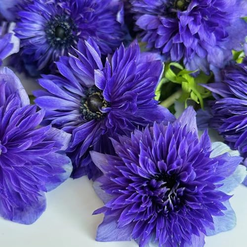 semi di anemona foglie perenne prado de silvestres, semina autunno, giardino perenne reverdecimiento tetti decorativi anemona autunno Copertura perenne 50pcs