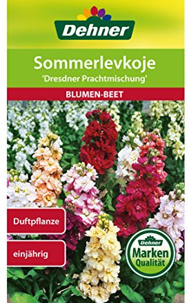 Dehner Blumen-Saatgut, Sommerlevkoje Dresdner Prachtmischung, 5er Pack (5 x1 g)