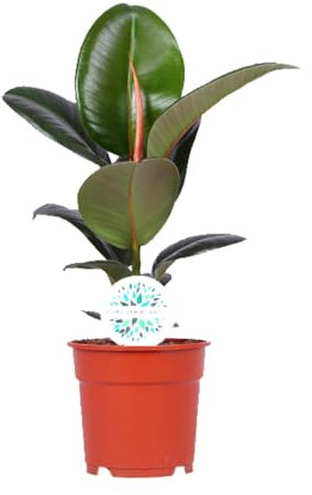 Ficus Elastica Robusta - 45-55cm - Ø17cm - Pianta d'appartamento - Sempreverde