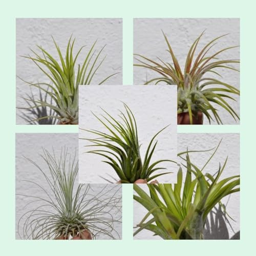 Plantas del Aire Tilandsias, Set de Iniciación 5 Ejemplares, Especies Variadas
