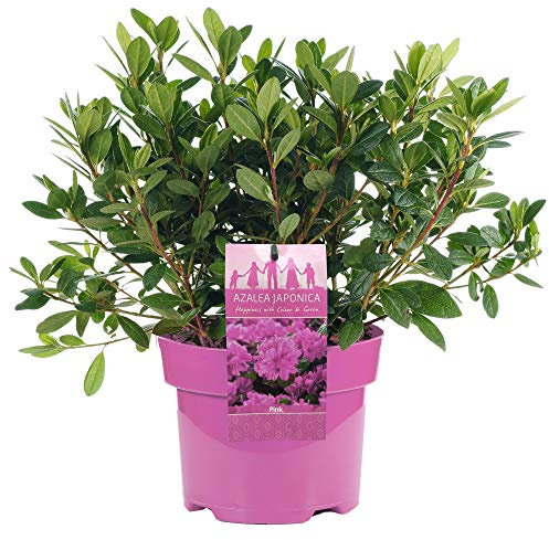 Azalea Japonica Pink Plants - Evergreen Shrubs for Garden - Outdoor Plants for Year-Round Foliage & Summer Flowers - Hardy Flowering Shrubs Outdoor Garden Ready in Plant Pot