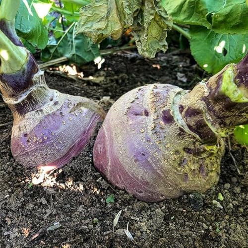 Giant Laurentian (Rutabaga) 50 Fresh Seeds. Sweden Giant Turnip Kuuziku Seeds