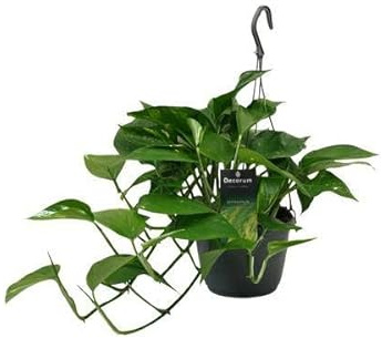 Efeutute Scindapsus Epipremnum – Ø15cm – 45cm – Pflegeleichte Rankpflanze & luftreinigende Zimmerpflanze – Grünpflanze mit herzförmigen Blättern für Wohnzimmer & Büro