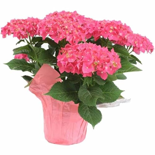 Hortensia Natural Rosa Planta de Interior Fácil de Cuidar