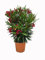 N2 Pianta Oleandro, Nerium Oleander, Piante a cespuglio, Piante da siepe per esterno diametro vaso 22 cm fiori colori casualii (Rosso)