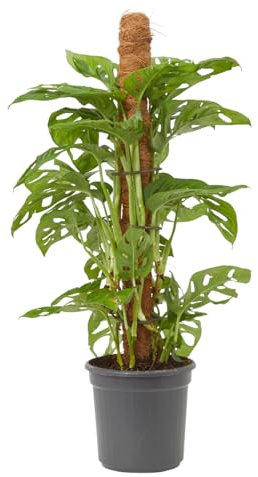 Verdecora Monstera Monkey Leaf Ø16cm con Tutor | Planta Trepadora de Follaje Exótico | Ideal para Decoración de Interiores