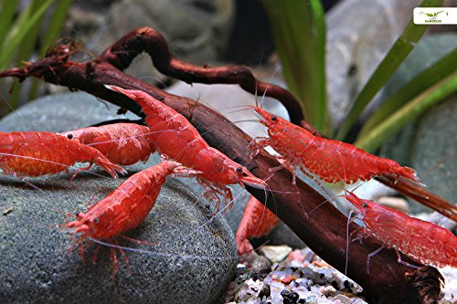 Garnelio Red Fire/Cherry Garnele I ideal für Einsteiger I vermehrungsfreudig I anpassungsfähig für Gesellschaftsaquarien - 10 Stück