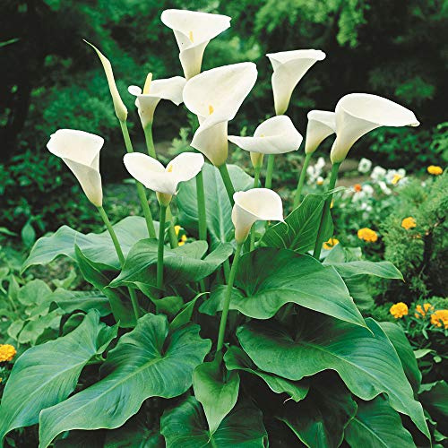 Bulbi da Fiore ALTA QUALITA' per fioritura PRIMAVERILE - ESTIVA - AUTUNNALE (2, Calla Bianca - Zantedeschia aethiopica)
