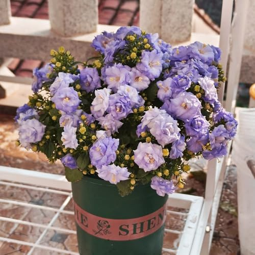 Semi di campanula-Campanula media,regali per gli amanti del giardino,a misura di ape semi di 100pcs