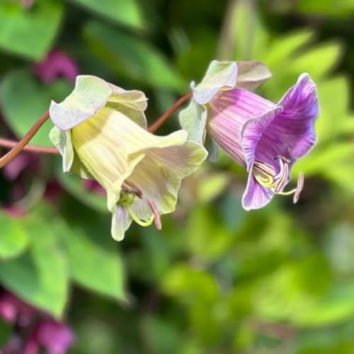 glockenrebe - cobaea scandens - frühlingsblume, wildblumensamen schnittblumen kletterpflanzen winterhart balkon blumensamen mehrjährig winterhart topfpflanzen 125samen