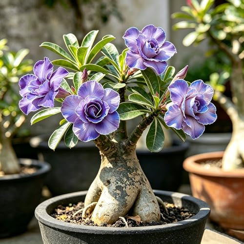 rizoma rosa del desierto morado - raras balcón interior 5bulbos