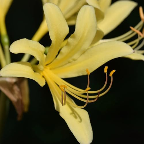 bulbi di giglio ragno, Lycoris radiata, balcone con resistenti, tappezzante arredamento del soggiorno giardino 5pcs