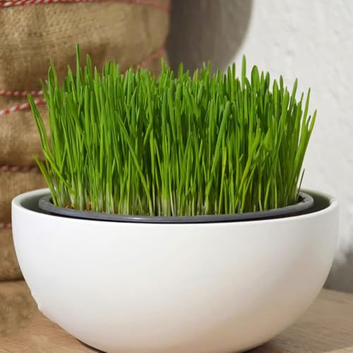 katzengras bio - katzen balkonpflanzen stauden winterhart mehrjährig katzen ziergras winterharte garten grünpflanzen zimmerpflanzen 50samen