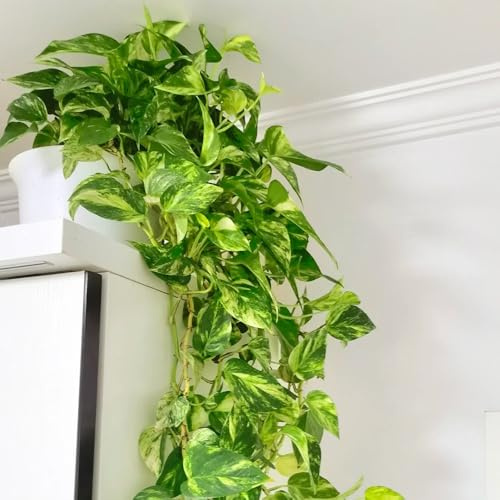 pothos - da appartamento che purificano l'aria pothos verdi sospesa decorazione da giardino per aiuole rialzate esterno decorative esotiche medicinali sospese 400semi