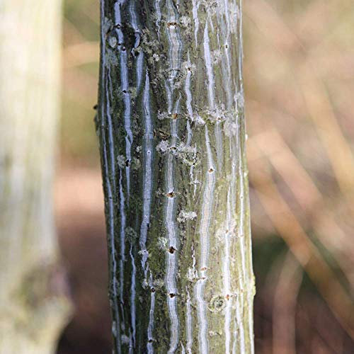 Acer davidii 'Viper' Tree - Snake Bark Ornamental Maple Tree - 5-6ft