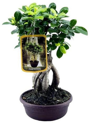 Ficus Microcarpa Ginseng – Chinesische Feige – Zimmerpflanze 30cm – Ø17cm – Bonsai-ähnliche Pflanze mit verdrehten Wurzeln & kompakter Krone – Elegante Deko für Wohnzimmer & Büro