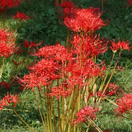 bulbos de sangre de interior exóticas bulbos primavera jardín araña lirio Los son resistentes decorativas parterres 10pcs