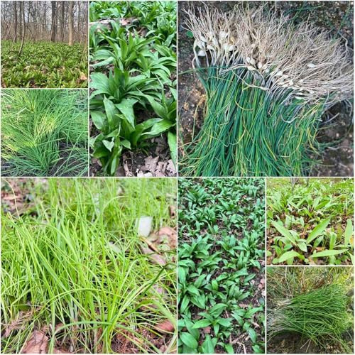 semillas de ajo silvestre - semillas interior exóticas Balcón con para jardín cubiertas de suelo resistentes perennes perenne 200pcs