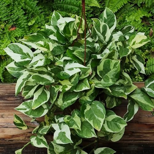 semi di pothos balcone con giardino decorazione del soggiorno 500pcs