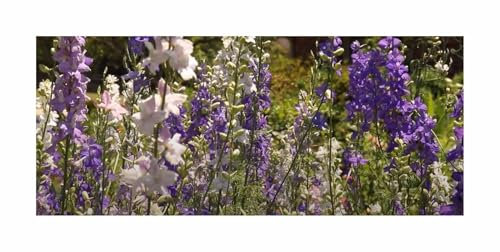 g - 1,5 g Saatgut Rittersporn Exquisit Mischung Garten Pflanzen - Samen F-S496 - Seeds & Plants Shop by Ipsa