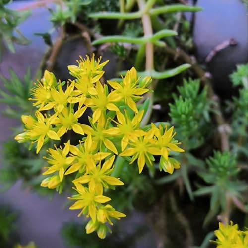 Semillas de Sedum Lineare, jardín de regalos para jardineros raras semillas de silvestres variedades antiguas cobertura del suelo 200pcs