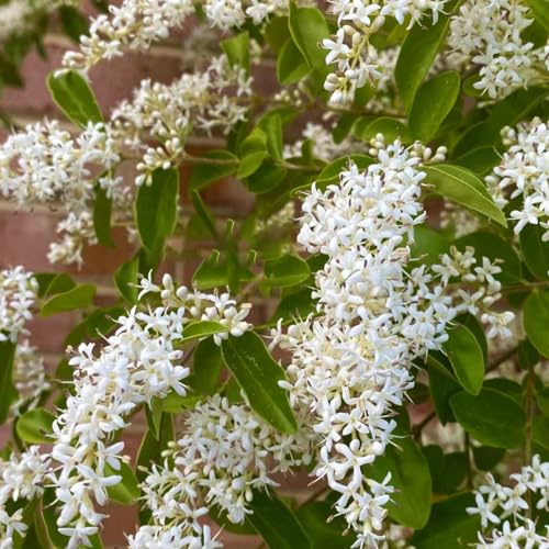 semi di ligustro, decorazione giardino resistenti esotiche 100pcs