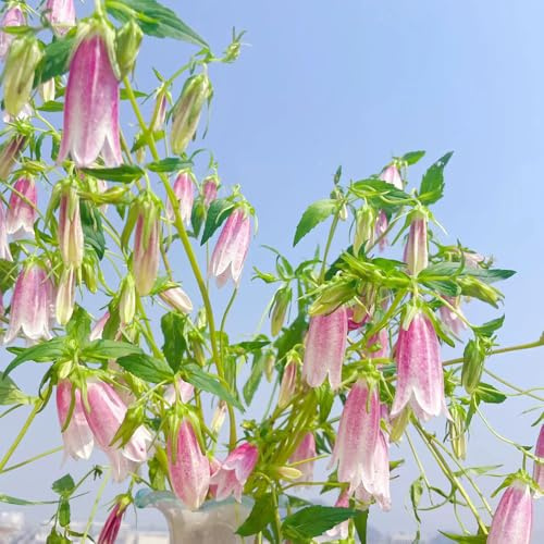 glockenblume - ausgefallene geschenke, bodendecker winterhart mehrjährig glockenblume blumensamen, blumensamen balkon, winterharte kübelpflanzen 400samen