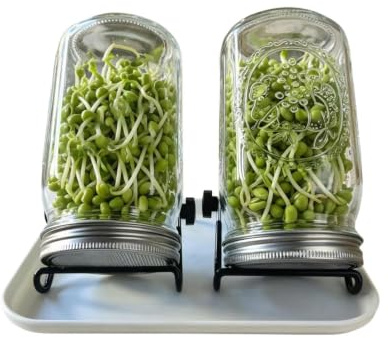 Kit di germogliamento per la casa, germogli di fagiolo verde in crescita, vaso per germogli di broccoli, per gli appassionati di salute, casa, cucina, piano di lavoro, dispensa, ufficio, davanzale