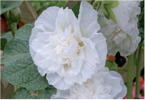 Just Seed - Flower - Hollyhock chater White - 100 Seeds - Large Pack