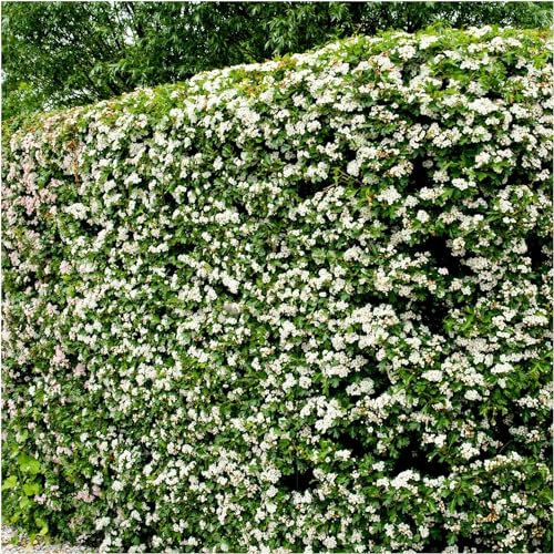 25 Hawthorn Hedging Plants 40-60cm,Wildlife Friendly 1-2ft Hawthorne Hedges 3fatpigs®