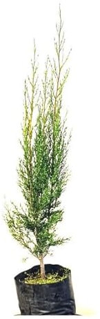 Ciprés Natural Planta de Cultivo Exterior para Crear Vallados